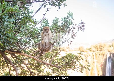 Macau Monkey, Magot, Macaca sylvanus in ouzoud Stockfoto