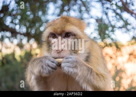Macau Monkey, Magot, Macaca sylvanus in ouzoud Stockfoto