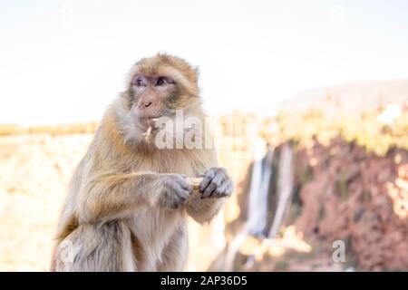 Macau Monkey, Magot, Macaca sylvanus in ouzoud Stockfoto