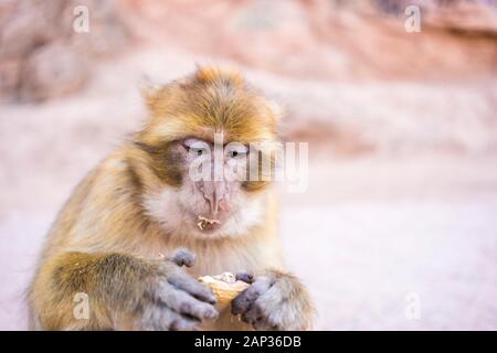 Magot oder Macaca sylvanus in ouzoud essen Erdnüsse Stockfoto