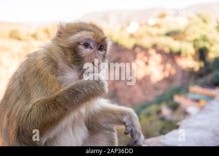 Macau Monkey, Magot, Macaca sylvanus in ouzoud Stockfoto