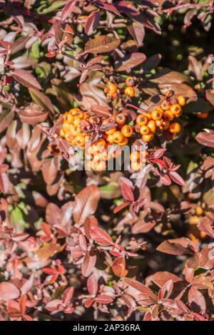 Pyramicantha coccinea zeigt bronzene Winterblätter und gelb-orange Beeren. Wichita, Kansas, USA. Stockfoto