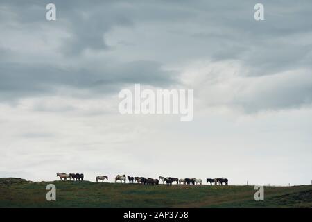 Weiße und Schwarze und braune Pferde grasen in der Wiese mit üppigen, grünen Gras unter grauem Himmel mit flauschige Wolken tagsüber Stockfoto