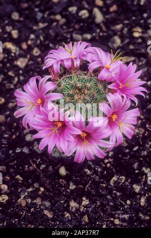 Mammillaria Hookerii. syn Mammillaria microcarpa mit dunkelrosa Blüten an Kakteen. Blumen im Frühsommer und Frost. Stockfoto