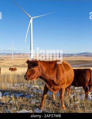 Windturbinen mit Kühen im Feld gegen blauen Himmel Stockfoto