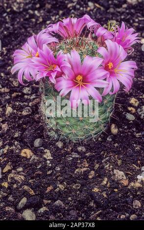 Mammillaria Hookerii. syn Mammillaria microcarpa mit dunkelrosa Blüten an Kakteen. Blumen im Frühsommer und Frost. Stockfoto