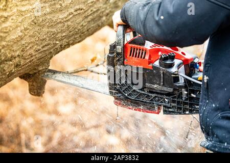 Holzfäller mit einem Gas-Powered Kette Säge schneiden von Bäumen in der Nähe von Stockfoto