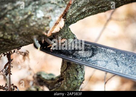 Holzfäller mit einem Gas-Powered Kette Säge schneiden von Bäumen in der Nähe von Stockfoto