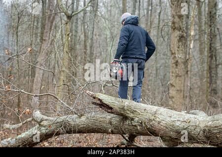 Holzfäller mit einem Gas-Powered Kette Säge schneiden von Bäumen in der Nähe von Stockfoto