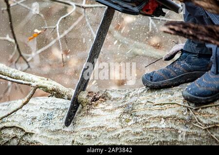 Holzfäller mit einem Gas-Powered Kette Säge schneiden von Bäumen in der Nähe von Stockfoto