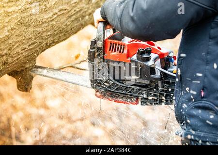 Holzfäller mit einem Gas-Powered Kette Säge schneiden von Bäumen in der Nähe von Stockfoto