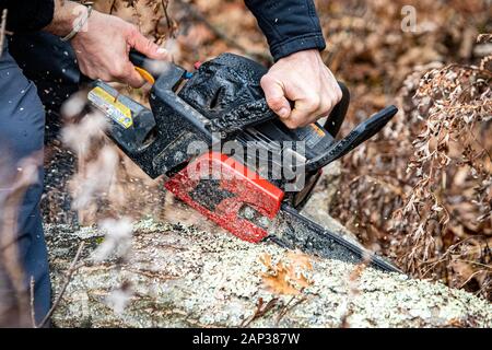 Holzfäller mit einem Gas-Powered Kette Säge schneiden von Bäumen in der Nähe von Stockfoto