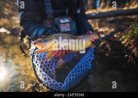 Ein Mann fängt eine große Bachforelle auf einem Fluss in Maine Stockfoto