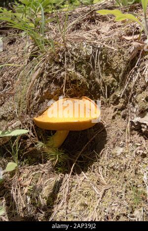 Suillus tomentosus. Ein alter Glatter Jack Mushroom mit Blaufärbung, der unter gemischten Nadelbäumen in den Cabinet Mountains im Lincoln County in Montana wächst Stockfoto