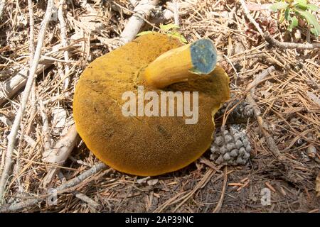 Suillus tomentosus. Ein alter Glatter Jack Mushroom mit Blaufärbung, der unter gemischten Nadelbäumen in den Cabinet Mountains im Lincoln County in Montana wächst Stockfoto