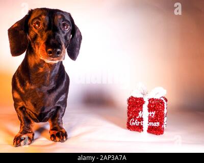 Eines der weltweit beliebtesten Hunderassen, die Minidachshund… sonst als die ausage Hund" bekannt Stockfoto