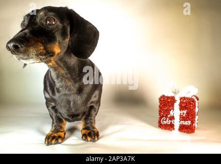 Eines der weltweit beliebtesten Hunderassen, die Minidachshund… sonst als die ausage Hund" bekannt Stockfoto