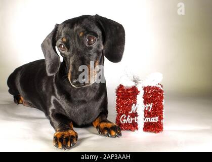 Eines der weltweit beliebtesten Hunderassen, die Minidachshund… sonst als die ausage Hund" bekannt Stockfoto