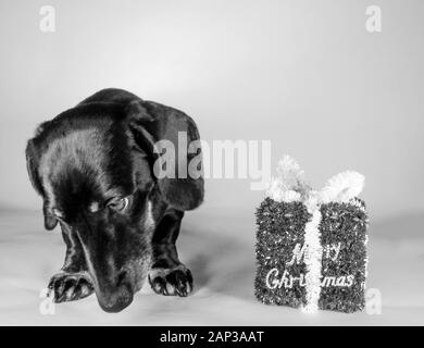 Eines der weltweit beliebtesten Hunderassen, die Minidachshund… sonst als die ausage Hund" bekannt Stockfoto