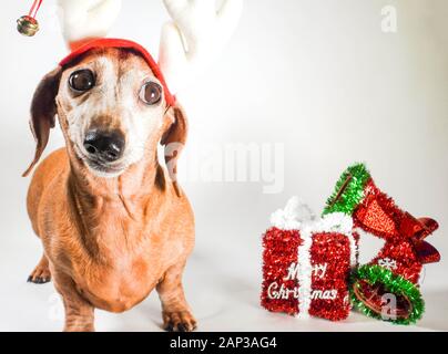 Eines der weltweit beliebtesten Hunderassen, die Minidachshund… sonst als die ausage Hund" bekannt Stockfoto