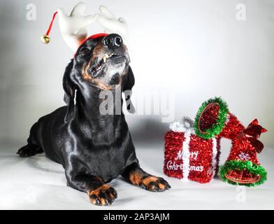 Eines der weltweit beliebtesten Hunderassen, die Minidachshund… sonst als die ausage Hund" bekannt Stockfoto