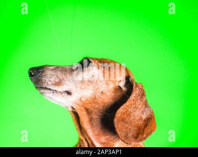 Eines der weltweit beliebtesten Hunderassen, die Minidachshund… sonst als die ausage Hund" bekannt Stockfoto