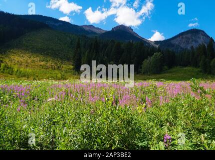 Eine schöne Bergwiese im Sommer mit rosa und weißen Wildblumen gefüllt. Stockfoto