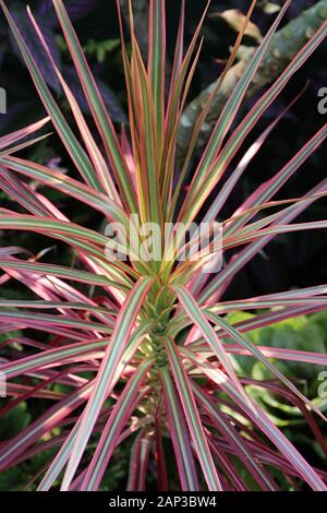 Nahaufnahme eines Dracaena marginata, Tricolour Anlage Stockfoto