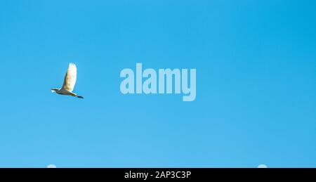 Ein Kuhrreiher im Flug mit blauem Hintergrund. Stockfoto