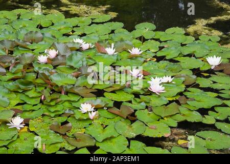 Weiße und rosa Nymphaea - Seerose blüht auf der Oberfläche eines Teiches im späten Frühjahr Stockfoto