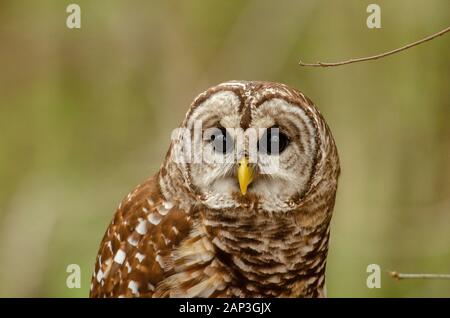 Bilder von gefangenen Vögeln im Carolina Raptor Center (www.carolinaraptorcenter.org). April 2019 Stockfoto