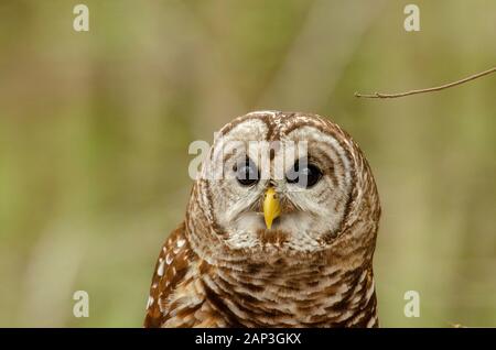 Bilder von gefangenen Vögeln im Carolina Raptor Center (www.carolinaraptorcenter.org). April 2019 Stockfoto