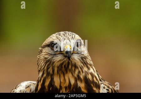 Bilder von gefangenen Vögeln im Carolina Raptor Center (www.carolinaraptorcenter.org). April 2019 Stockfoto