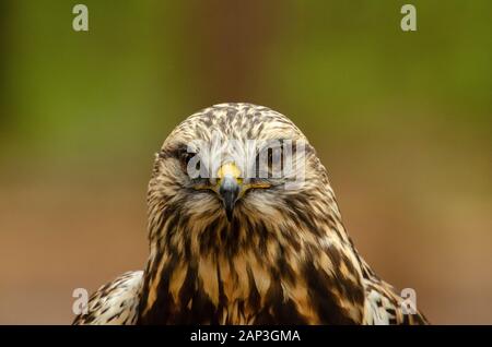 Bilder von gefangenen Vögeln im Carolina Raptor Center (www.carolinaraptorcenter.org). April 2019 Stockfoto