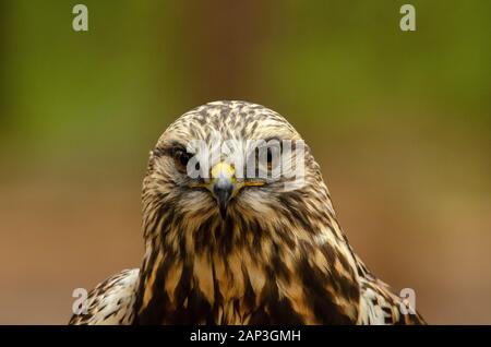 Bilder von gefangenen Vögeln im Carolina Raptor Center (www.carolinaraptorcenter.org). April 2019 Stockfoto