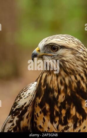 Bilder von gefangenen Vögeln im Carolina Raptor Center (www.carolinaraptorcenter.org). April 2019 Stockfoto