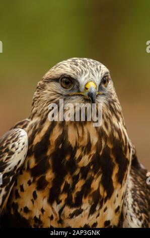 Bilder von gefangenen Vögeln im Carolina Raptor Center (www.carolinaraptorcenter.org). April 2019 Stockfoto