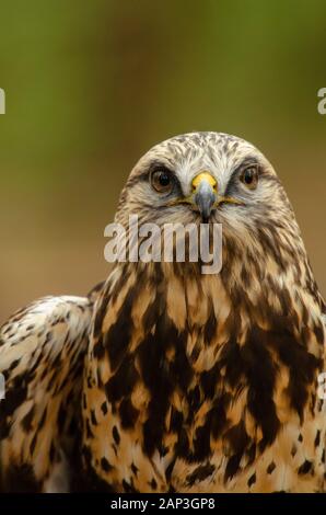 Bilder von gefangenen Vögeln im Carolina Raptor Center (www.carolinaraptorcenter.org). April 2019 Stockfoto