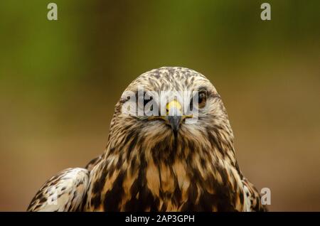 Bilder von gefangenen Vögeln im Carolina Raptor Center (www.carolinaraptorcenter.org). April 2019 Stockfoto