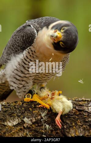 Bilder von gefangenen Vögeln im Carolina Raptor Center (www.carolinaraptorcenter.org). April 2019 Stockfoto