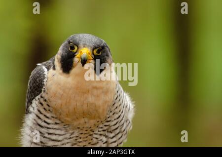 Bilder von gefangenen Vögeln im Carolina Raptor Center (www.carolinaraptorcenter.org). April 2019 Stockfoto