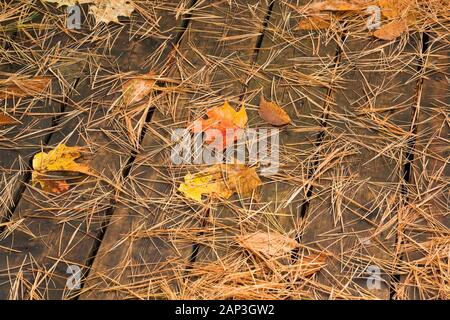 Fallen Pinus - Kiefernnadeln und Acer - Ahorn Baumblätter auf der Oberfläche von nassem Holzdeck im Herbst Stockfoto