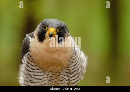 Bilder von gefangenen Vögeln im Carolina Raptor Center (www.carolinaraptorcenter.org). April 2019 Stockfoto