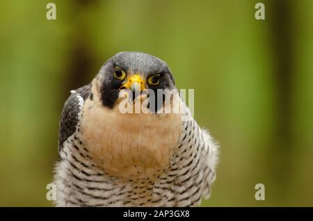 Bilder von gefangenen Vögeln im Carolina Raptor Center (www.carolinaraptorcenter.org). April 2019 Stockfoto