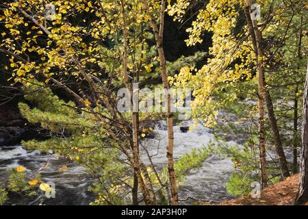 Betula mit Hintergrundbeleuchtung - Birke und Pinus - Pinien, die im Herbst am Flussufer wild wachsen, Dorwin Falls Park, Rawdon, Lanaudiere, Quebec, Kanada Stockfoto