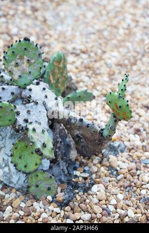 Opuntia humifusa - östliche Feigenkakteen. Stockfoto