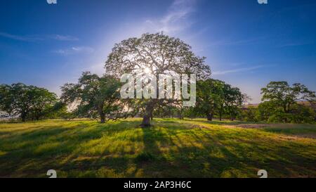 Inspirierende Hintergrund von Sonnenlicht durch Eichen an einem sonnigen Tag Stockfoto