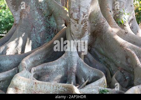 Große Wurzeln eines Ficus macrophylla - Moreton Bay Feigenbaum. Stockfoto