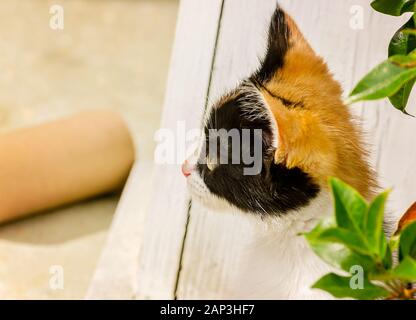 Kürbis, ein sechs Wochen altes Calico Kätzchen, sitzt auf einer Veranda, November 11, 2014, Coden, Alabama. Sie war wie ein streunender und gerettet. Stockfoto