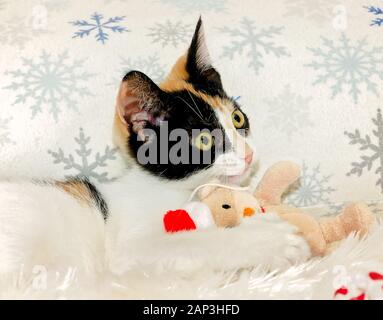 Kürbis. Ein drei Monate altes Calico Kätzchen, spielt mit einem plüschtier Weihnachten Spielzeug, 26.12.2014, Coden, Alabama. Stockfoto
